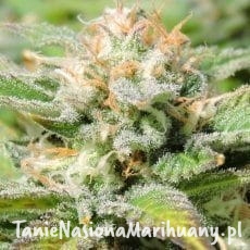 1ec478be81c4e8a1695e570a716b3335