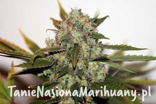 1ec9fb36aff90e5dee6e81672fcdd6b7