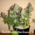 1ecd6c4532765e1102c874db8f8f4864