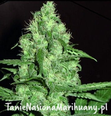 203914c5fd86571e447d882ddd0fb2a9