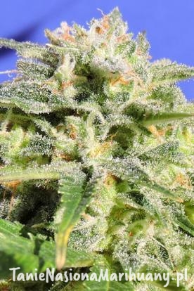 2099e214a48340c7f83d2fe20d36afde