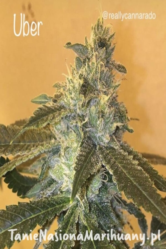 2196318e27b3857c004a3c53653e057e