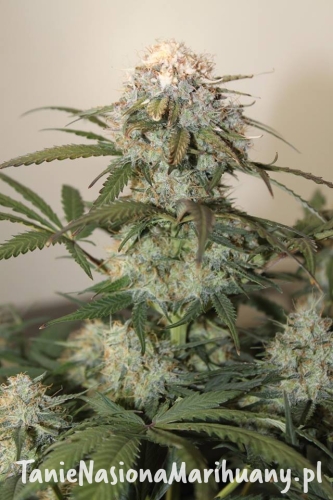 21e744cba3fd655cec47413b420a3f61