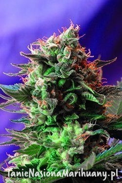 2225fc808626eeb9e5b4fdd58040ede1