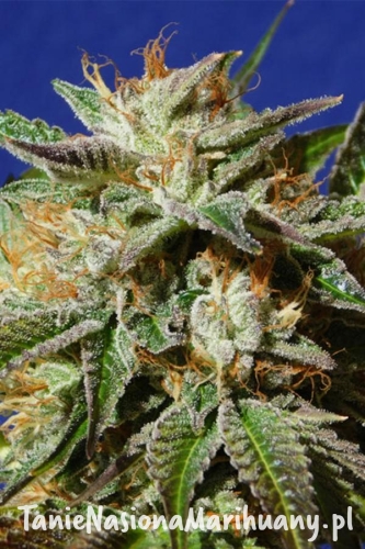 22403b39e88c7798e62d5942e71acb49