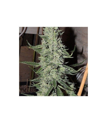 22a32a6a29e4244858c1a0a3412d61e1