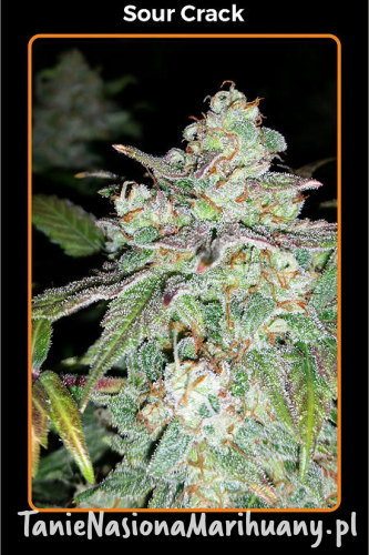 22d7acf867a175d106f548f950d630f2