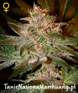 235ef8306515762acb4e783d58a18245