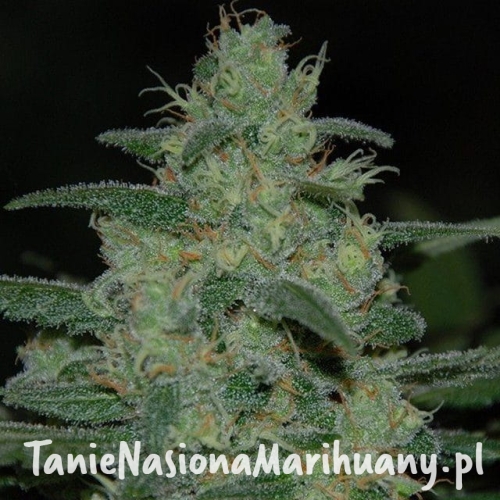 23aa5409d5b8a9cf116b37766c08ec28