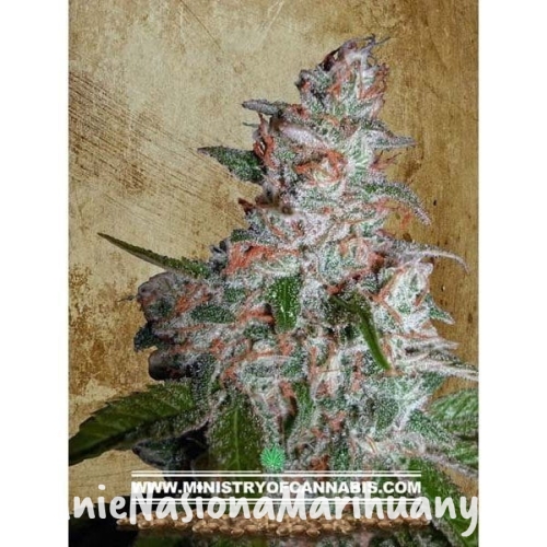 23d50b7c6c8bad78b3c4528932930939