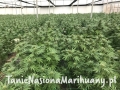 RANIA CBD Flowering 2019.jpg