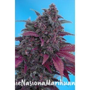 2463e7075e82d2b0ffeab20bd77ecf66