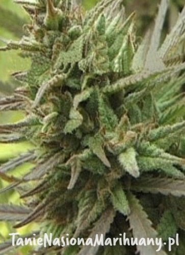 246d15e59223d13cda92afd9060e4d28