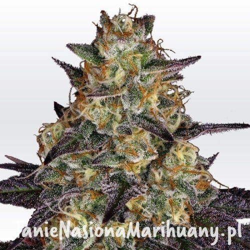 24fec0ae3f85e6e185943c0f370ef432