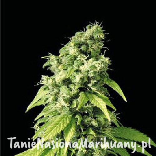 25245a2e6fff23ca36e6108ec80c746b