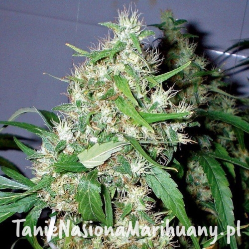 255543fdef64b9742b2bca0a8ad6b0b2