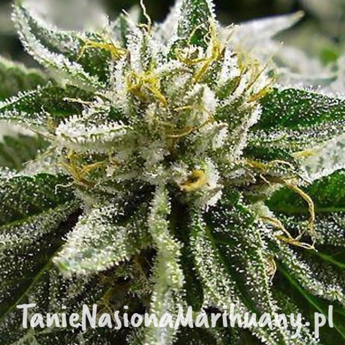 25a7de92643a25f9e1284e5e8ba6641b