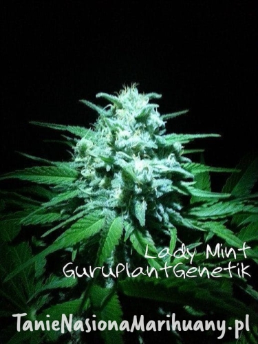 25f9728294dd2501114f78f8a134f924