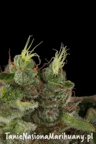 261cd6ab1e3ddbb4416d19c49d8ed27c