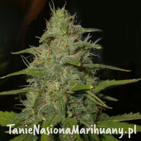 263d3aeeafec06d552276fc1651aa86b