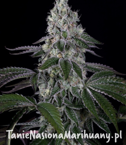 267247e6491841f419e0dfe82e9b7d96