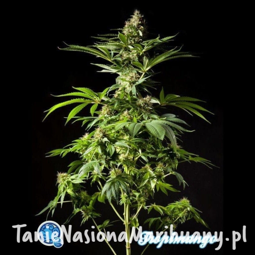 268b55c0734eab6316f1094d4fb95564