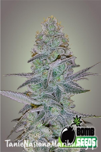 26995d9bb7046d021b9bc209d0032c78