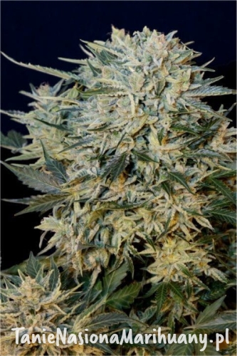 26c2a712d17bec4ce033395c2910a1a2