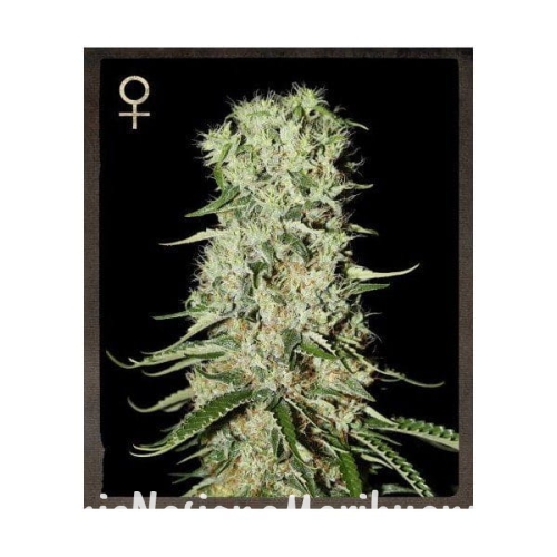 26fab138e9648a633bcd6be03779ecc8