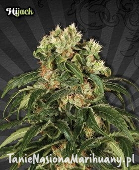 271354c4fe613008a0c9151bd64e024d