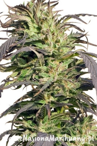 277f01e017208f03800b98968f6af2a2