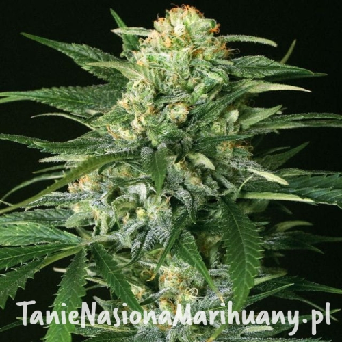 27898fca88effc0390a8ee05cd1ab27c