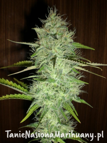 2887e4b5f386a3d729aaf8e50ce60c90