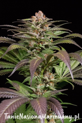 291faa41d842e736e928762c74c7239b