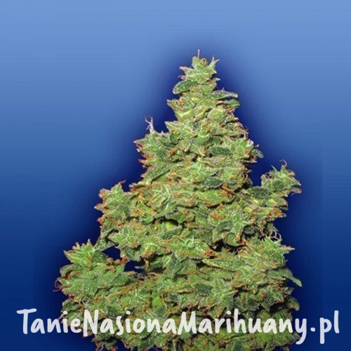 29889309acb40ce2f329ad75ec7f791f