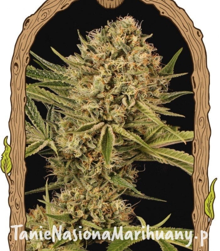 2a45d54cb27f04444732101d5c5da92a