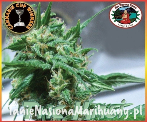 2a8aaef1b9650504063d834655c72956