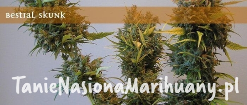 2aabdfad83c813d137781f65e2b9ef89