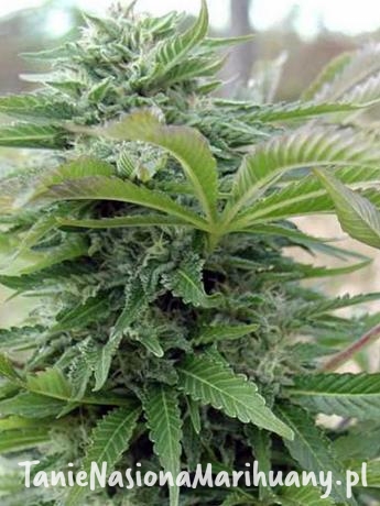 2acc4151b220c5f9e2501e3415e8adaf