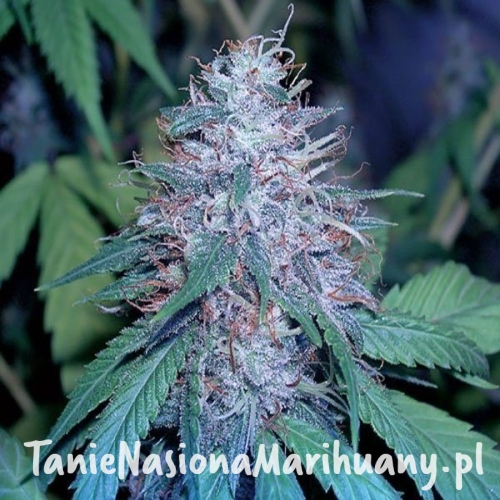 2b2c2381c9bd54723a002ea34c167251