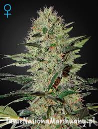 2b8422671c3b6a76d70f24d270bc7a1f