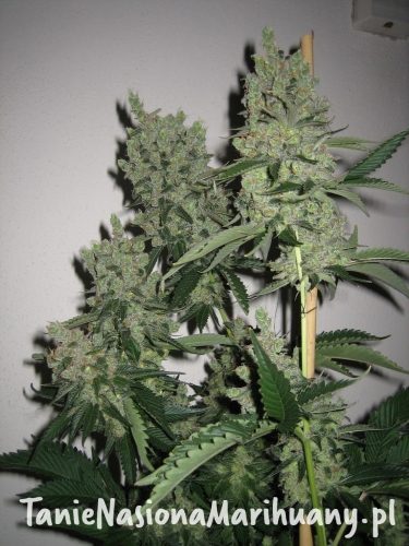 2cea33d0250ba2be64210711bc102b3e