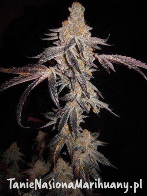 2cfa915ce9a5c5e936a309f5ae45df8c