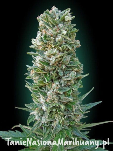 2d73014f583f4d81237decebcf60aa7f