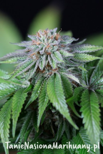 2d9e081ca7accfbd828c50dc5caaf7c4