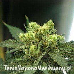 2e54416307ce67ffb99f96bd3a00ab11