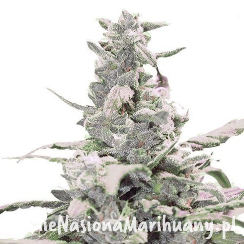 2e6a4d23bd2f7c2ffb0d7dc0a1e7a9ab