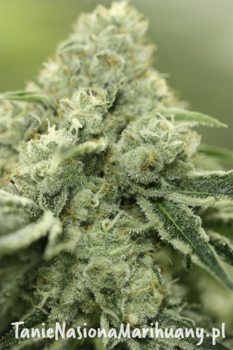 2ea04293fb716f1094f949d15d9a46f6