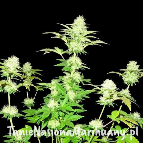 2ea9f67844d41da9a326192bf9597c16