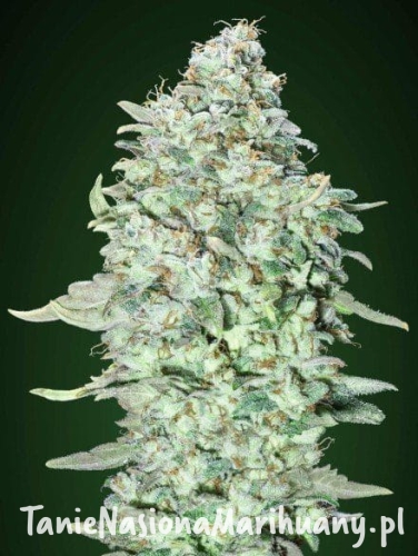 2eef31515b121f418dfd5d3a40bab7f8